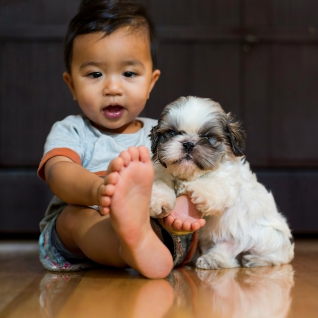 Image of shih tzu posted on 2022-01-28 13:10:23 from Domlur, Bangalore